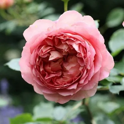 Саженцы роз РИДЖЕНТС ПАРК чайно-гибридная  Саженцы роз РИДЖЕНТС ПАРК чайно-гибридная в Челябинске