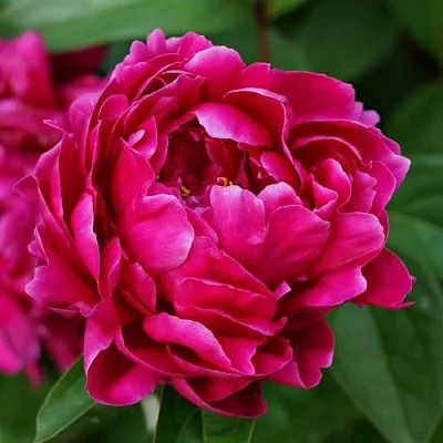 Пион ЛУИ ВАН-ГУТТ травянистый  Пион ЛУИ ВАН-ГУТТ травянистый в Челябинске