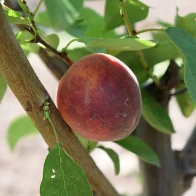 Плумкот БИРИКОККОЛО СУЗИНКОККО  Плумкот БИРИКОККОЛО СУЗИНКОККО в Челябинске