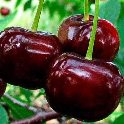 Дюк (черевишня)  Дюк (черевишня) в Челябинске