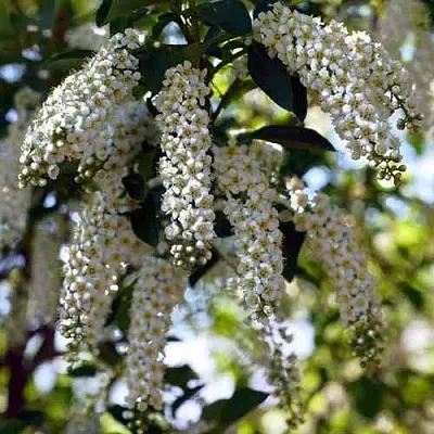 Черемуха виргинская ШУБЕРТ  Черемуха виргинская ШУБЕРТ в Челябинске