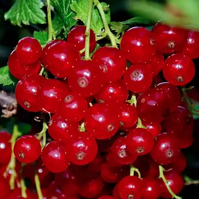 Смородина красная СЕРПАНТИН  Смородина красная СЕРПАНТИН в Челябинске