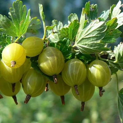 Крыжовник ЮБИЛЕЙНЫЙ  Крыжовник ЮБИЛЕЙНЫЙ в Челябинске