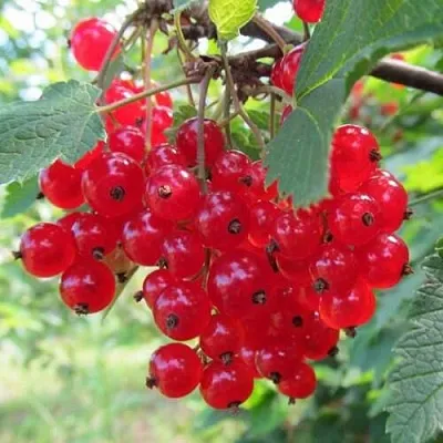 Смородина красная КРАСНАЯ АНДРЕЙЧЕНКО  Смородина красная КРАСНАЯ АНДРЕЙЧЕНКО в Челябинске