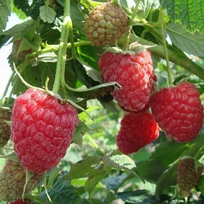 Малина КОЛОКОЛЬЧИК в Челябинске