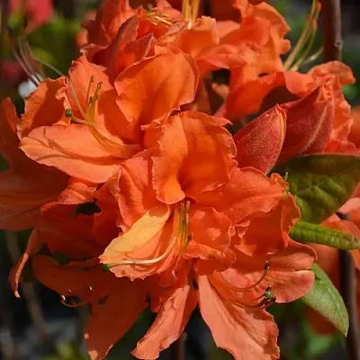 Азалия МАНДАРИН ЛАЙТС листопадная  Азалия МАНДАРИН ЛАЙТС листопадная в Челябинске