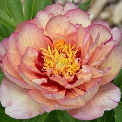 Пион КЭЛЛИС МЕМОРИ ито-гибрид  Пион КЭЛЛИС МЕМОРИ ито-гибрид в Челябинске