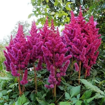 Астильба ВИЖНС китайская  Астильба ВИЖНС китайская в Челябинске