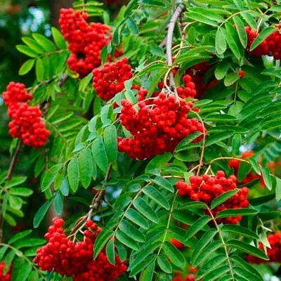 Рябина ПЛАКУЧАЯ сладкоплодная  Рябина ПЛАКУЧАЯ сладкоплодная в Челябинске