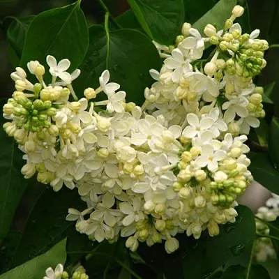 Сирень ПРИМРОУЗ в Челябинске