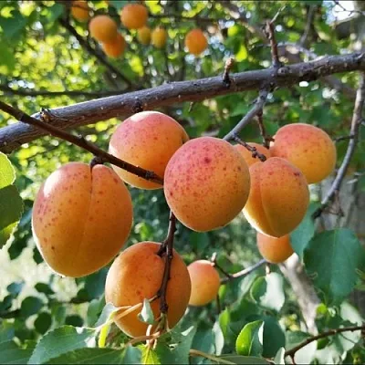 Абрикос ЖЕРДЕЛА в Челябинске