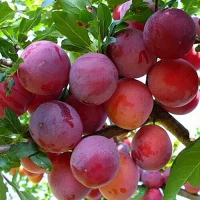 Слива НЕКТАРИННАЯ АРОМАТНАЯ в Челябинске