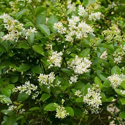 Бирючина в Челябинске