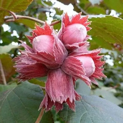 Фундук СКАРЛЕТТ  Фундук СКАРЛЕТТ в Челябинске