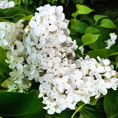 Сирень МАЛЕНЬКИЙ ПРИНЦ в Челябинске