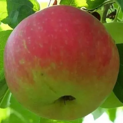 Яблоня УТРО  Яблоня УТРО в Челябинске