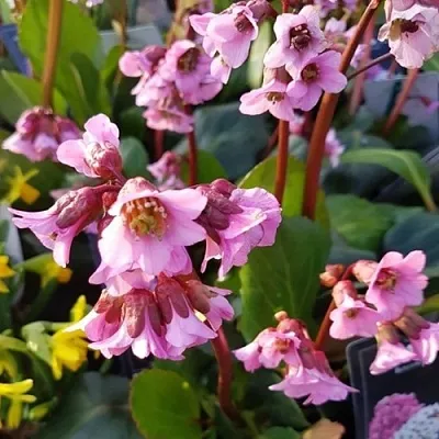 Бадан БЭБИ ДОЛЛ  Бадан БЭБИ ДОЛЛ в Челябинске