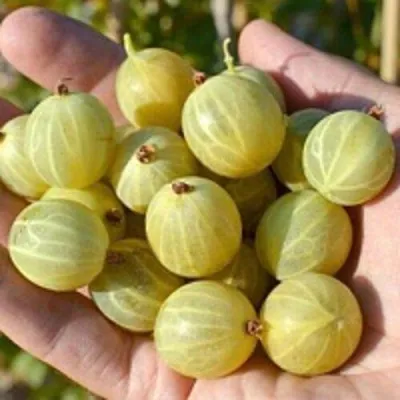 Крыжовник БЕРИЛЛ — описание сорта Крыжовник БЕРИЛЛ в Челябинске