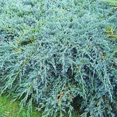 Можжевельник БЛЮ КАРПЕТ чешуйчатый  Можжевельник БЛЮ КАРПЕТ чешуйчатый в Челябинске