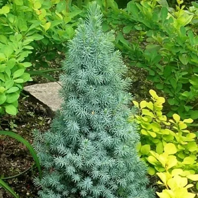 Ель КОНИКА сизая  Ель КОНИКА сизая в Челябинске