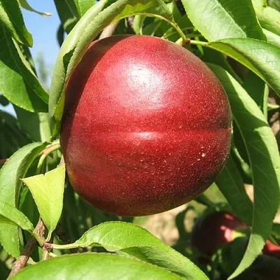 Нектарин ФАНТАЗИЯ в Челябинске