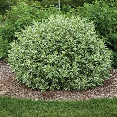 Дерен ЭЛЕГАНТИССИМА белый  Дерен ЭЛЕГАНТИССИМА белый в Челябинске