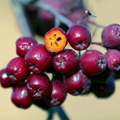 Рябина сладкоплодная  Рябина сладкоплодная в Челябинске