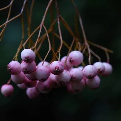 Рябина ПЕКИНСКАЯ сладкоплодная  Рябина ПЕКИНСКАЯ сладкоплодная в Челябинске