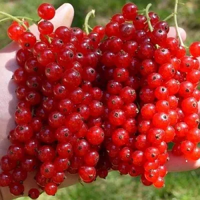 Смородина красная РЕД ПУЛ  Смородина красная РЕД ПУЛ в Челябинске