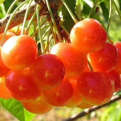 Черешня СОПЕРНИЦА в Челябинске