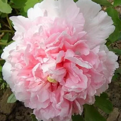 Пион БУКЕТ РОЗОВЫХ ГВОЗДИК древовидный  Пион БУКЕТ РОЗОВЫХ ГВОЗДИК древовидный в Челябинске