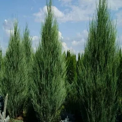 Можжевельник СКАЙРОКЕТ скальный  Можжевельник СКАЙРОКЕТ скальный в Челябинске