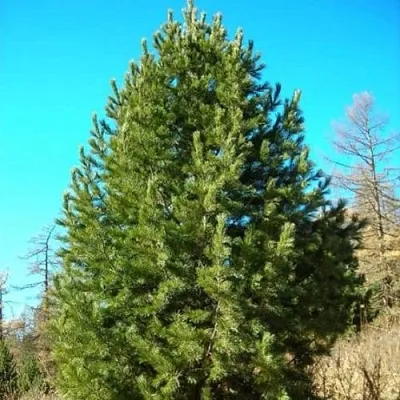 Сосна кедровая сибирская  Сосна кедровая сибирская в Челябинске