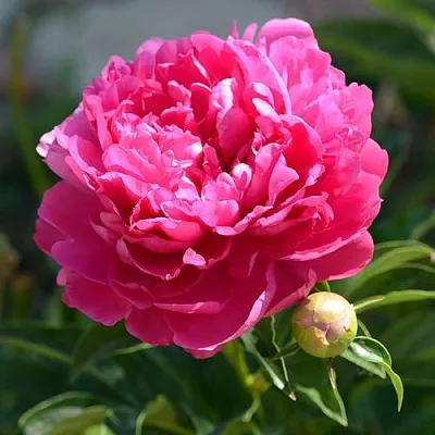 Пион БУШЕЛА травянистый  Пион БУШЕЛА травянистый в Челябинске