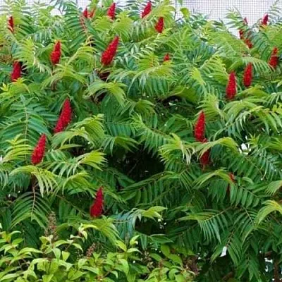 Сумах в Челябинске