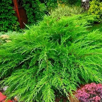 Можжевельник МИНТ ДЖУЛЕП средний  Можжевельник средний Mint Julep (МИНТ ДЖУЛЕП) в Челябинске