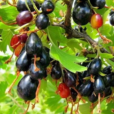 Смородина золотистая БОКАЛИНСКАЯ в Челябинске