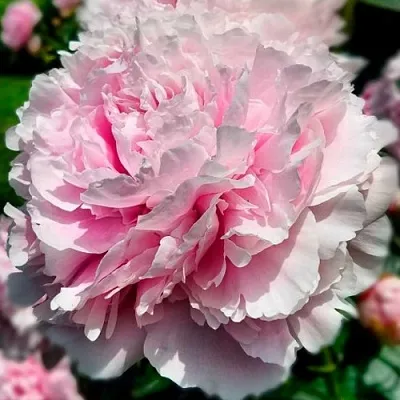 саженцы пиона саженцы пиона