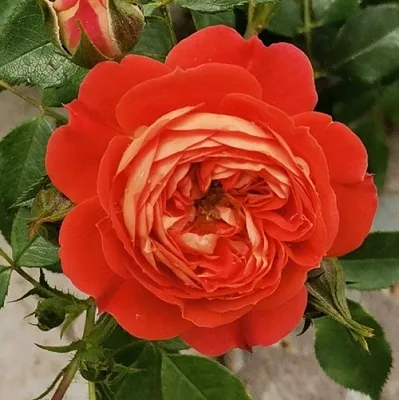 Саженцы роз СТАРЛЕТ РОУЗ КАРМЕН плетистая  Саженцы роз СТАРЛЕТ РОУЗ КАРМЕН плетистая в Челябинске