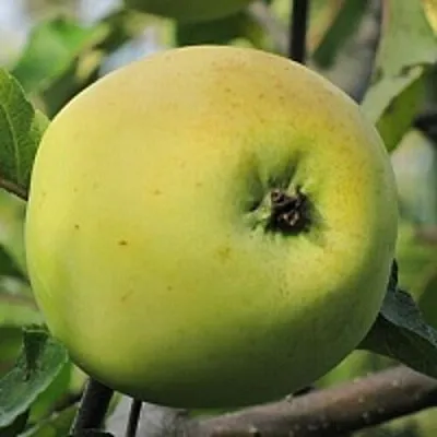 Яблоня РОССИЯНКА в Челябинске