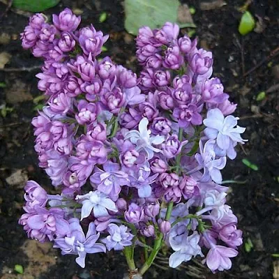 Сирень НАДЕЖДА в Челябинске