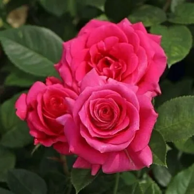 Саженцы роз ЛАВ ЛЕТТЕР флорибунда  Саженцы роз ЛАВ ЛЕТТЕР флорибунда в Челябинске