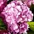 Гортензия БУКЕТ РОУЗ крупнолистная в Челябинске