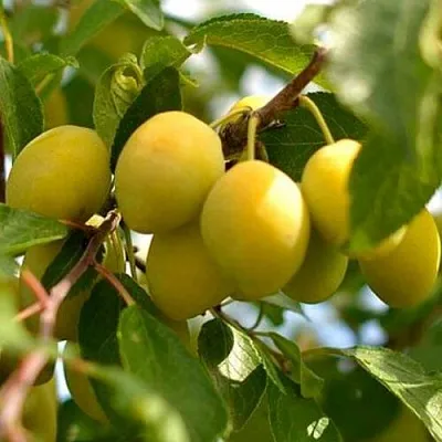 Слива ОЧАКОВСКАЯ ЖЕЛТАЯ в Челябинске