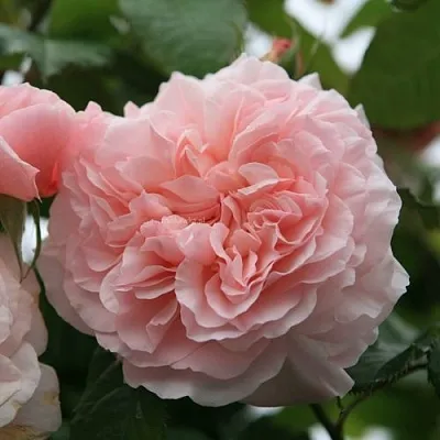 Саженцы роз РОЗ ДЕ ТОЛБИАК плетистая  Саженцы роз РОЗ ДЕ ТОЛБИАК плетистая в Челябинске