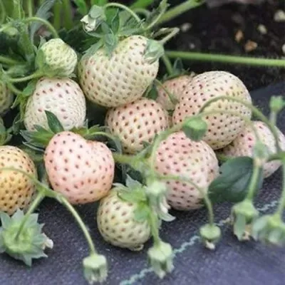 Клубника АНАНАСА ремонтантная в Челябинске