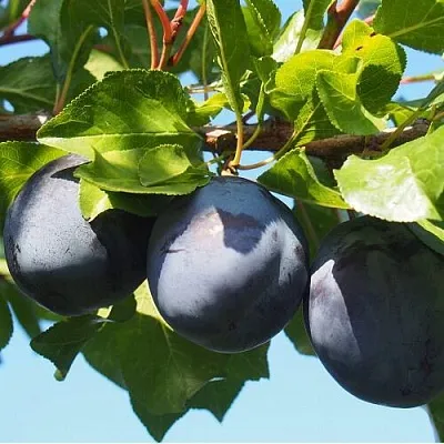 Слива ВОЛАТ в Челябинске