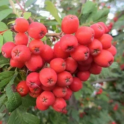 Рябина НЕВЕЖИНСКАЯ сладкоплодная  Рябина НЕВЕЖИНСКАЯ сладкоплодная в Челябинске