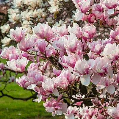 Магнолия в Челябинске