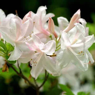 Азалия УАЙТ ЛАЙТС листопадная  Азалия УАЙТ ЛАЙТС листопадная в Челябинске